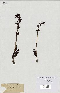 spécimen de Ophrys fusca