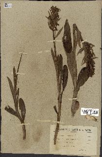 spécimen de Orchis sambucina