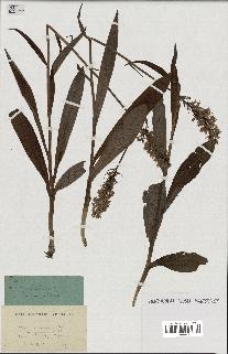 spécimen de Orchis maculata