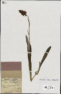spécimen de Orchis maculata
