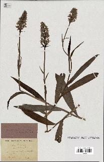 spécimen de Orchis maculata