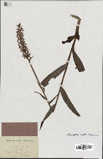 spécimen de Orchis maculata