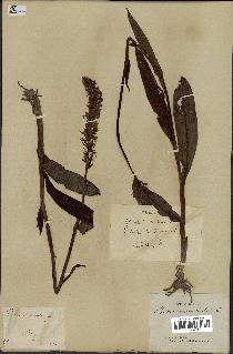 spécimen de Orchis maculata