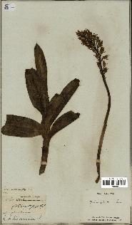 spécimen de Orchis militaris