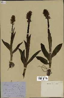 spécimen de Orchis militaris