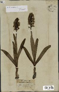 spécimen de Orchis militaris