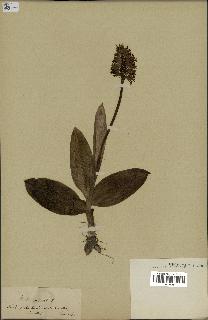 spécimen de Orchis militaris