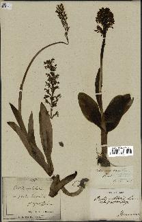 spécimen de Orchis militaris