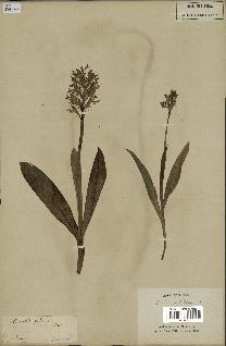 spécimen de Orchis militaris