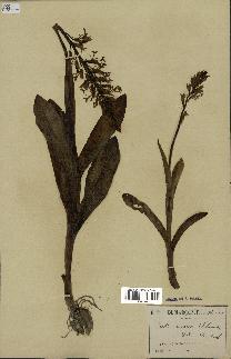 spécimen de Orchis militaris