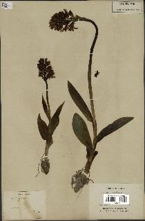 spécimen de Orchis militaris