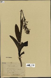 spécimen de Orchis militaris