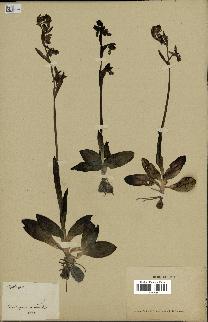spécimen de Ophrys fusca