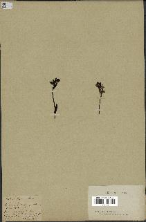 spécimen de Ophrys fusca