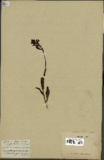 spécimen de Ophrys fusca