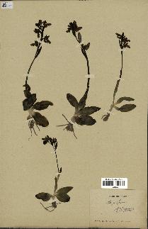 spécimen de Ophrys fusca