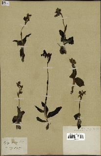 spécimen de Ophrys fusca