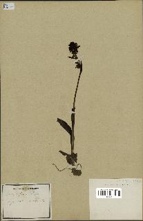 spécimen de Ophrys fusca