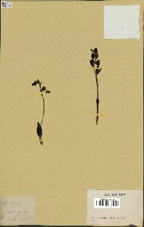 spécimen de Ophrys fusca