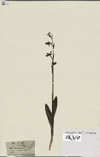 spécimen de Ophrys fusca