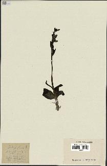 spécimen de Ophrys fusca