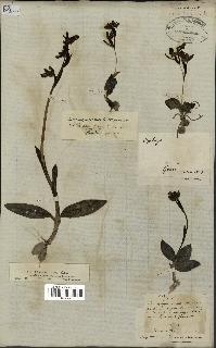 spécimen de Ophrys fusca