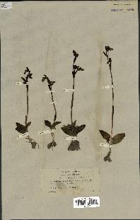 spécimen de Ophrys fusca