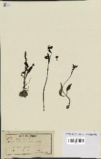 spécimen de Ophrys fusca