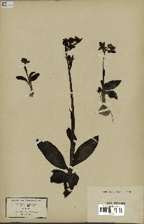 spécimen de Ophrys fusca