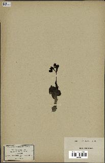 spécimen de Ophrys fusca