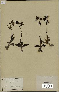 spécimen de Ophrys fusca