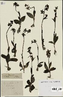 spécimen de Ophrys fusca