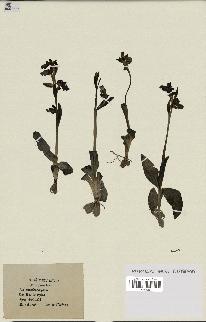 spécimen de Ophrys fusca