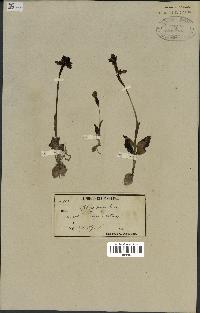 spécimen de Ophrys fusca