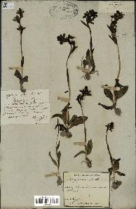 spécimen de Ophrys fusca