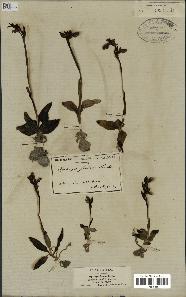 spécimen de Ophrys fusca