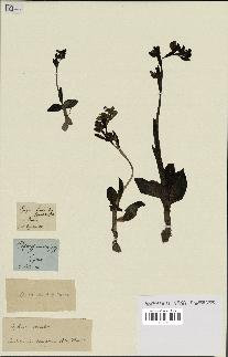 spécimen de Ophrys fusca