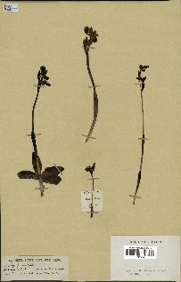 spécimen de Ophrys fusca