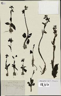 spécimen de Ophrys fusca