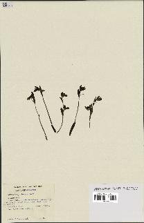 spécimen de Ophrys fusca