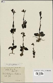 spécimen de Ophrys fusca