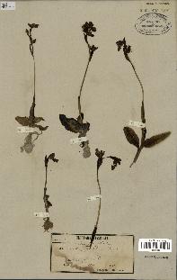 spécimen de Ophrys fusca