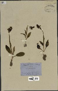 spécimen de Ophrys fusca