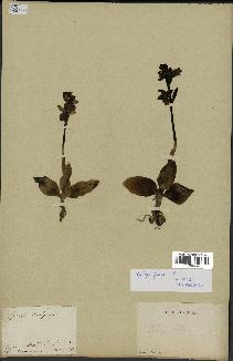 spécimen de Ophrys fusca