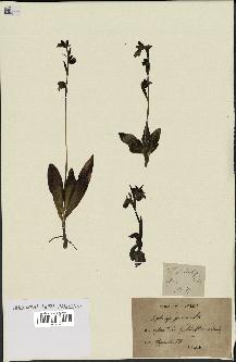 spécimen de Ophrys fusca