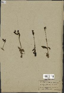 spécimen de Ophrys fusca