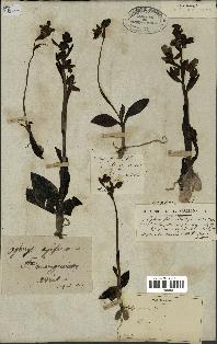 spécimen de Ophrys fusca