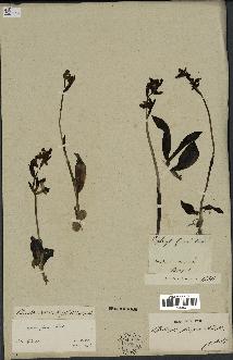 spécimen de Ophrys fusca