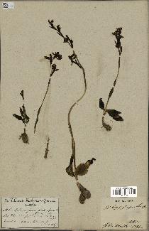 spécimen de Ophrys fusca