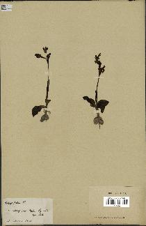 spécimen de Ophrys fusca